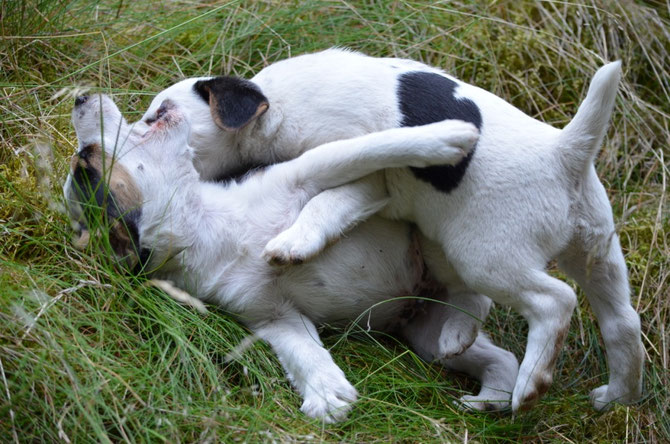 Barnie und Bart