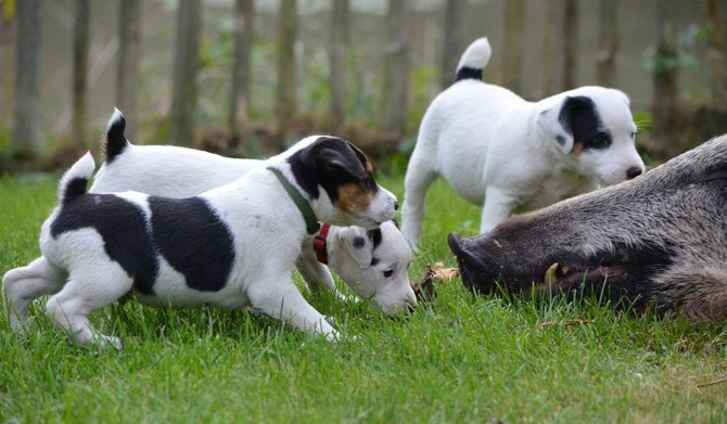 Atze, Aura und Arny 28.09.2014