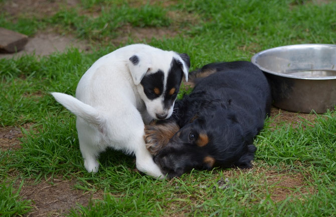 Cleo und Eddy