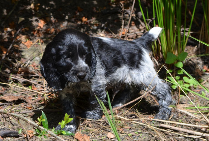 Frodo 5.8.18