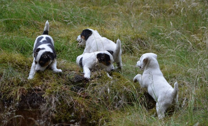Balu, Bart, Barnie und Bluna
