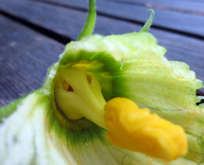 Pflanze, Tier oder außerirdische Lebensform? Es handelt sich um eine männliche Zucchiniblüte, die ich gerne klein geschnitten in Salaten verwende. Erst beim genaueren Hinsehen entdeckte ich den kleinen Alien mit der langen Nase im Mittelpunkt der Blüte.