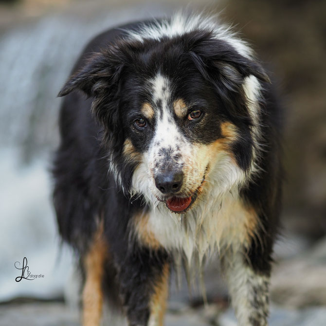 Bordercollie Hündin