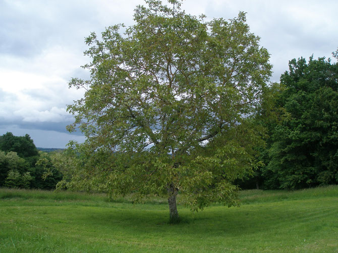 Noyer, trésor du Périgord