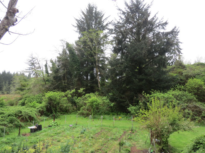 Garden with tree