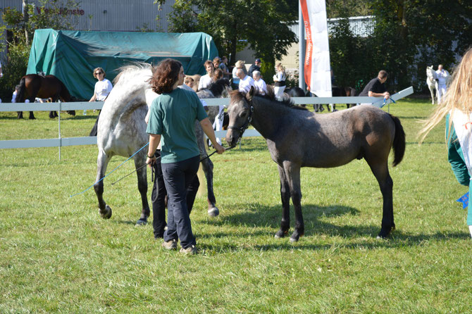 Magic gewinnt die Fohlenklasse an der Nationalen Ponyschau in Aarberg