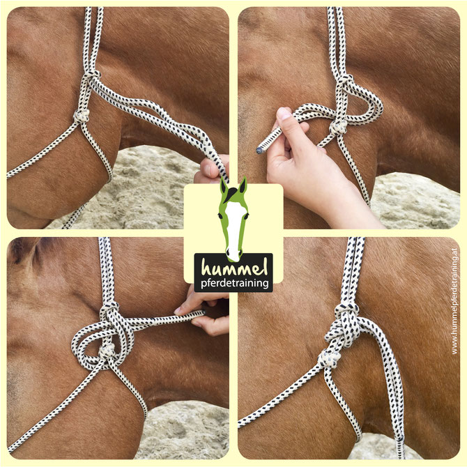 Knotenhalfter anpassen, richtig schließen, rope halter correct use, horsemanship, equipment fitting, Pferdetraining