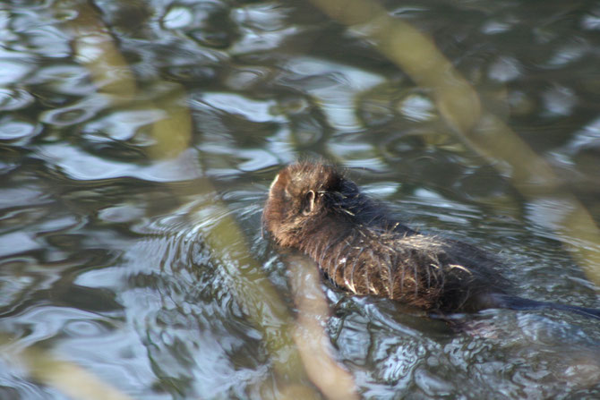 junges Nutria hat die Jagd überlebt