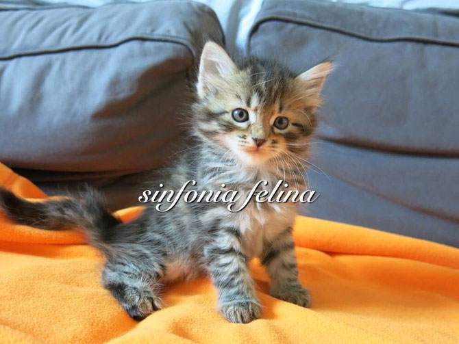 Hoshiko Sinfonia Felina