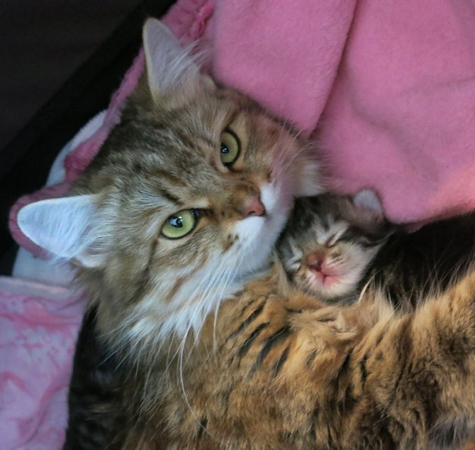 Mamma Elizabeth the Queen di Sinfonia Felina con la piccola Hachiko ❤️