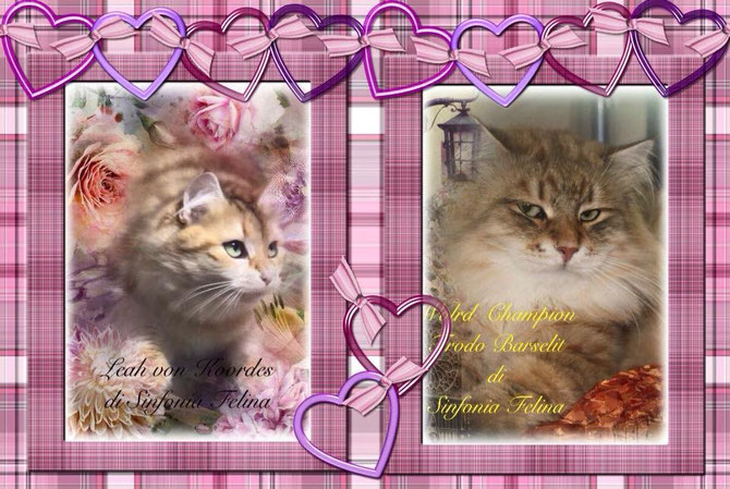 Sono Nati i Cuccioli di Leah e Frodo!!!!!!!