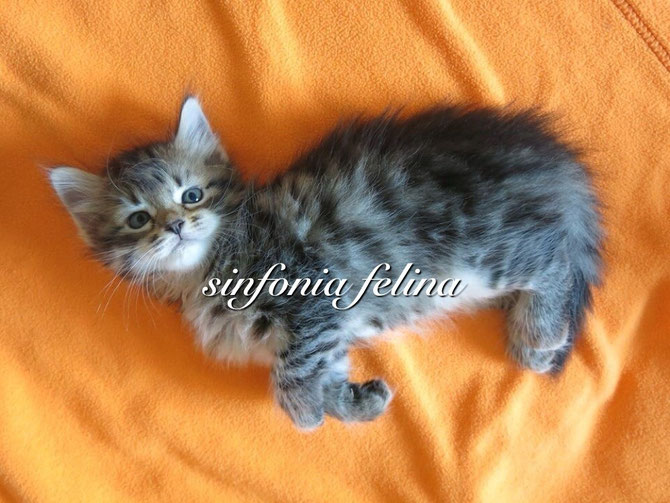 Hoshiko Sinfonia Felina