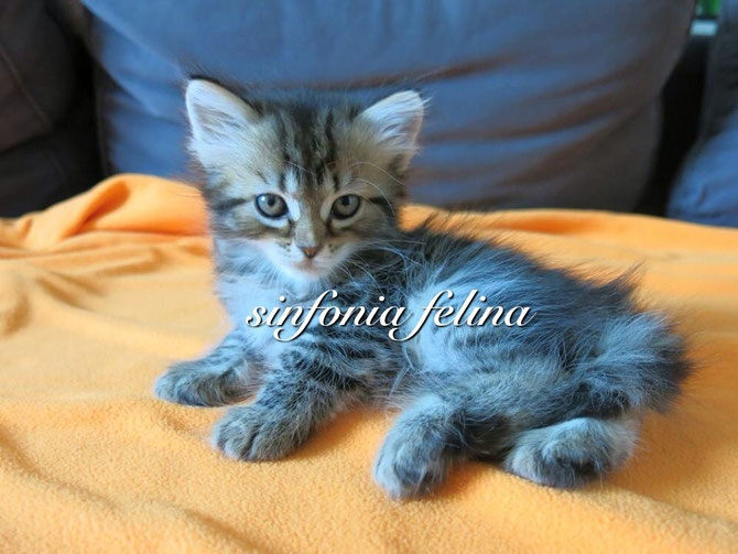 Hollywood Sinfonia Felina
