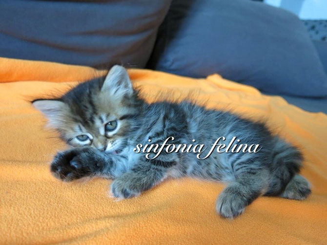 Hollywood Sinfonia Felina
