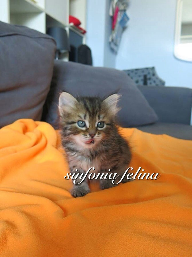 Honey Sinfonia Felina