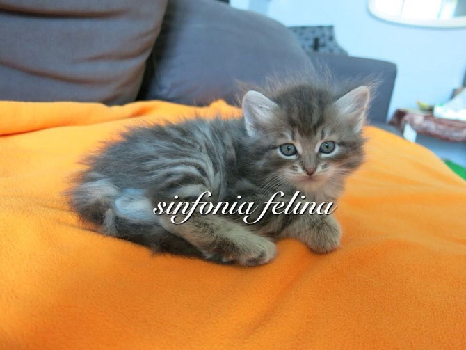 Hero Si fonia Felina