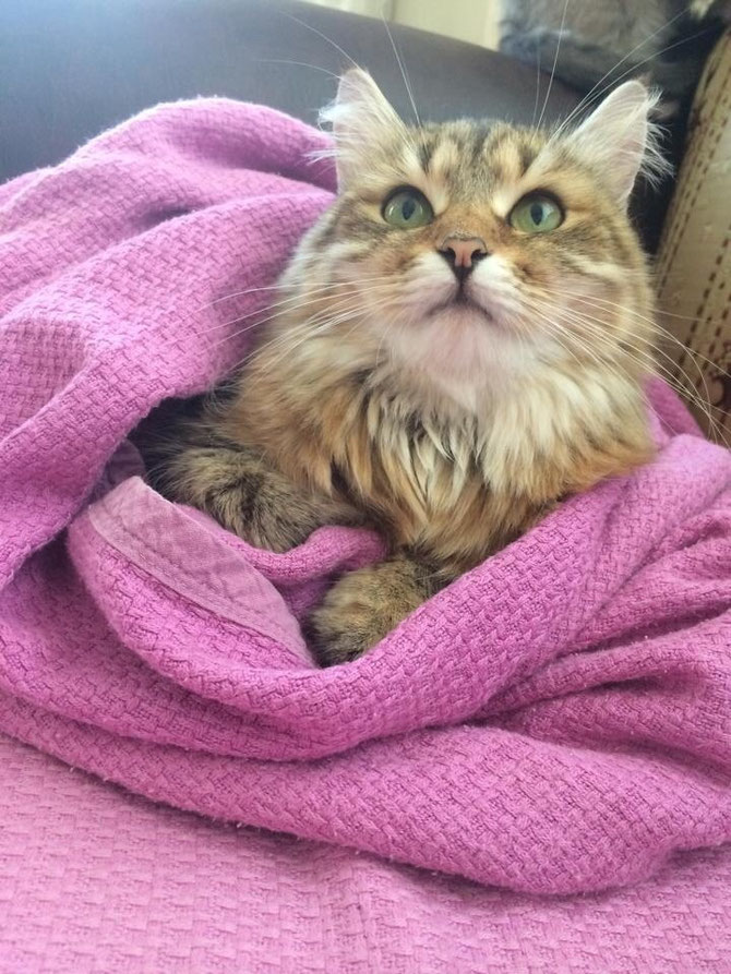 Eveline Sinfonia Felina ❤️