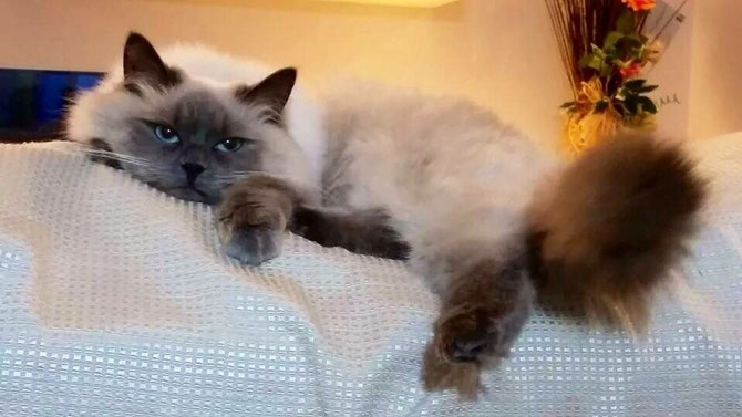 Chantal Sinfonia Felina blu tabby neva masquerade