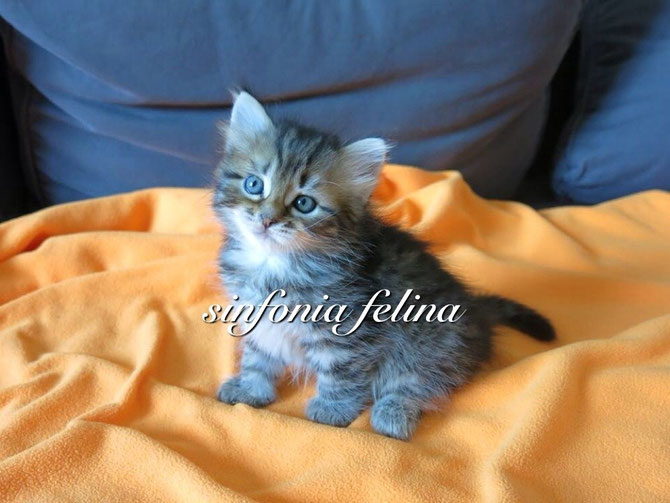 Honey Sinfonia Felina