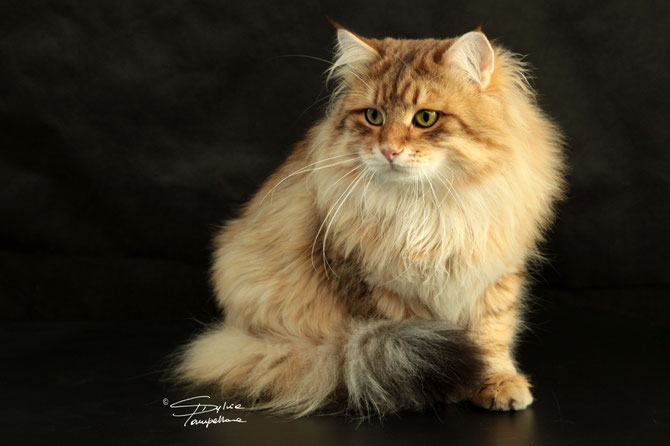 FRODO BARSELIT DI SINFONIA FELINA
