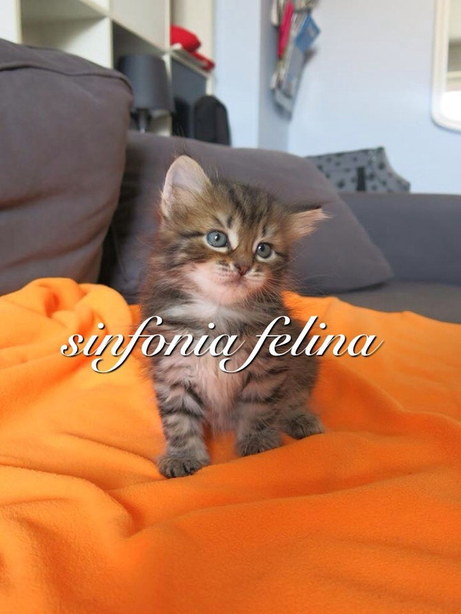 Honey Sinfonia Felina ❤️