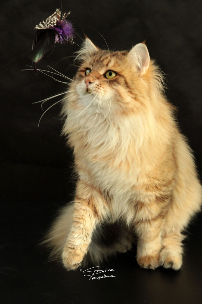 FRODO BARSELIT DI SINFONIA FELINA