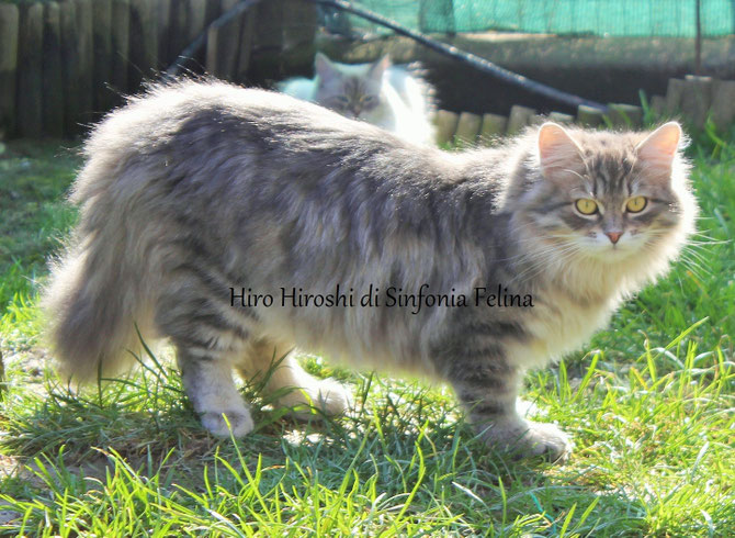 HIRO HIROSHI SINFONIA FELINA