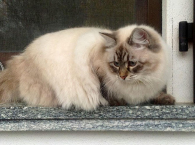 Ekaterina the Greit Siberian Sappyre di Sinfonia Felina