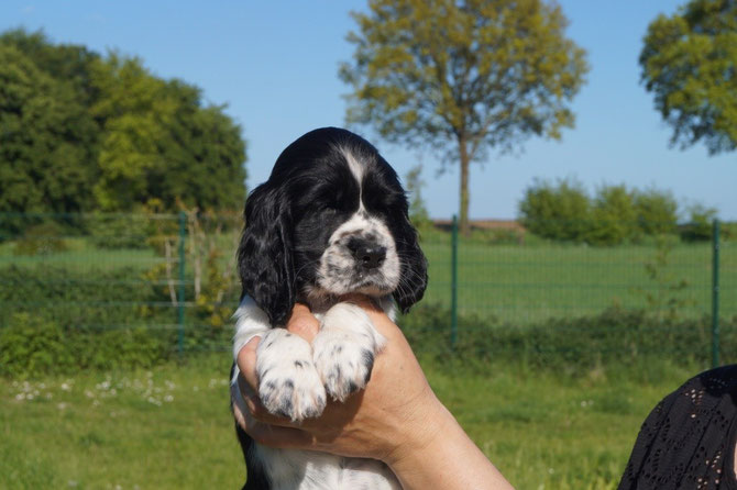 Zelda at the age of 7 1/2 weeks, Foto: Ulf F. Baumann