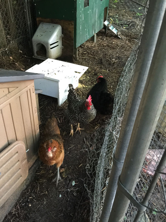 My three hens warily eye the Treadle Feeder, keeping their distance.