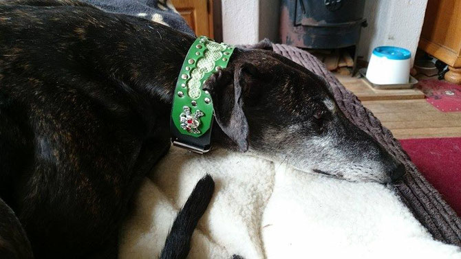 Murphy looking cool in his "Deadly Green Snake" collar