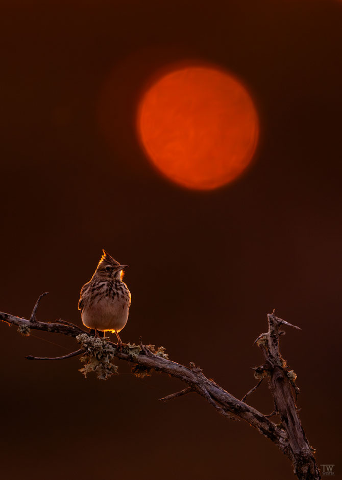 15 Haubenlerche im Abendlicht; hier drang nur ein Lichtspot durch den gegenüber liegenden Wald…