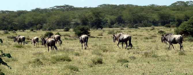 Lake Naivasha National Park