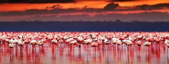 Flamingos Lake Nakuru