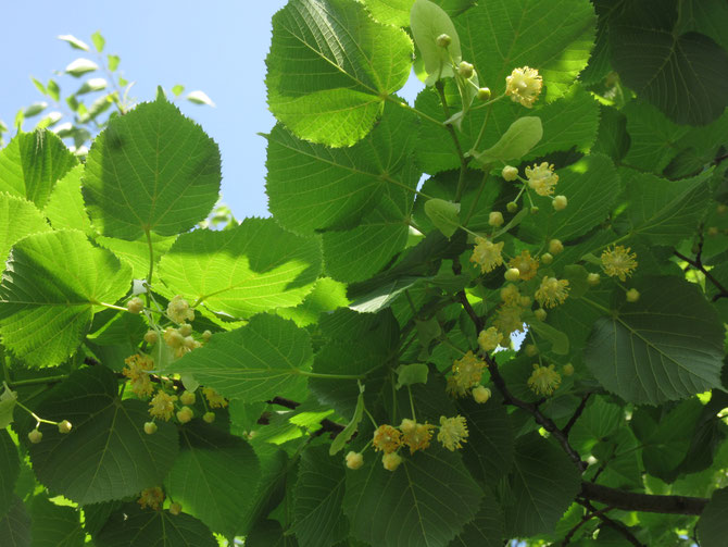 シナノキの花