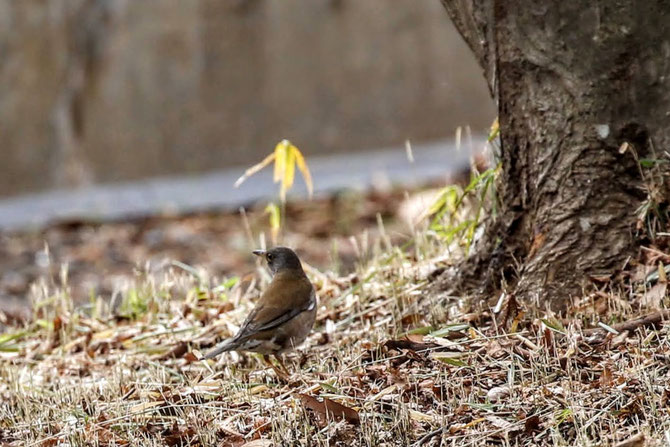 シロハラ［総合公園］25年1月27日