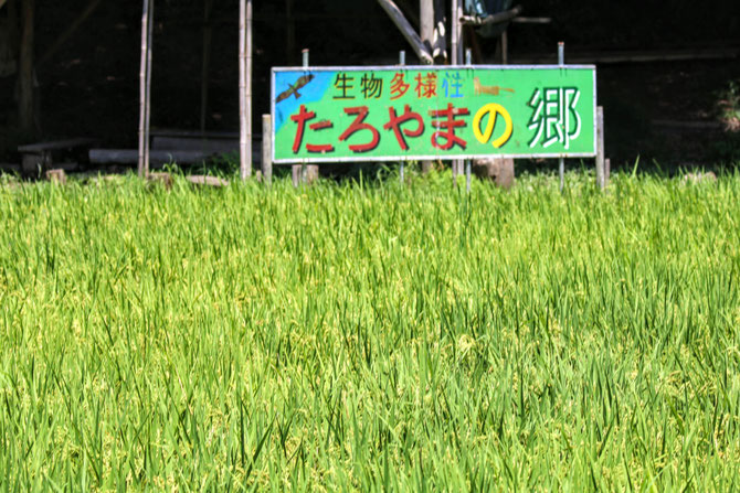2022年8月8日たろやまの郷谷津田