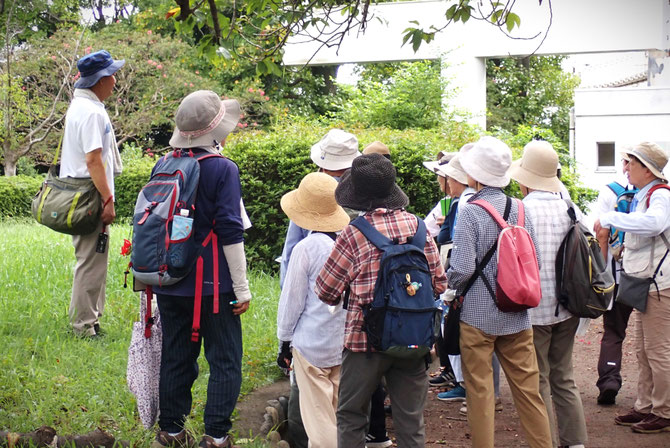 アオダモの説明【栗山】