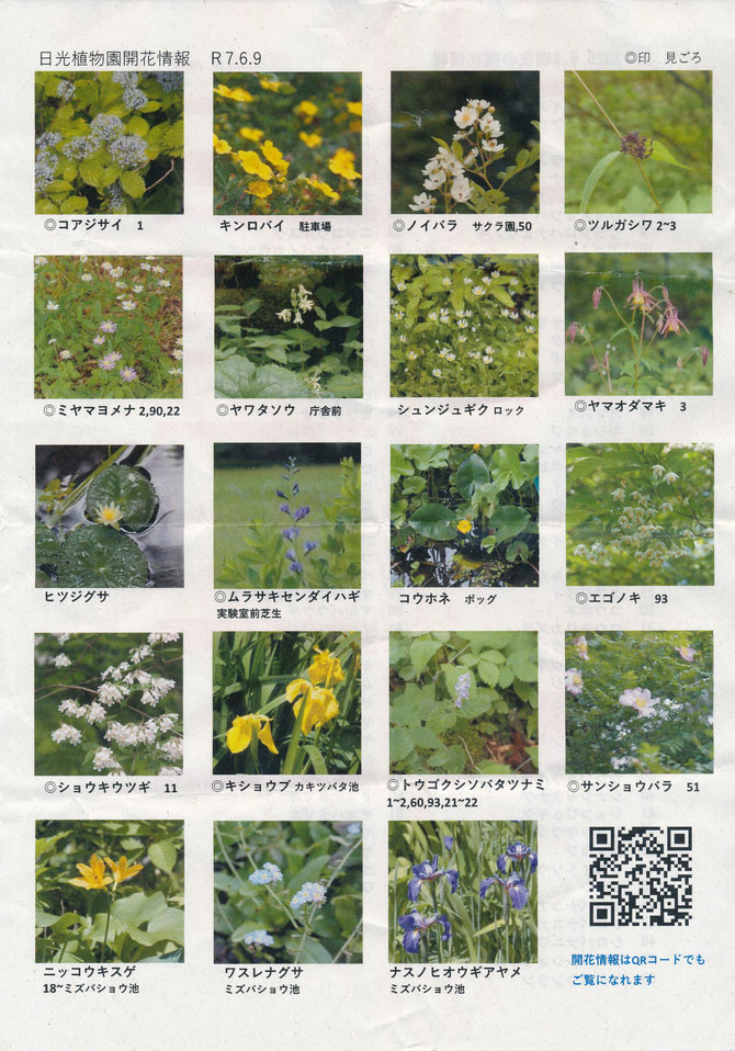 6月9日開花情報