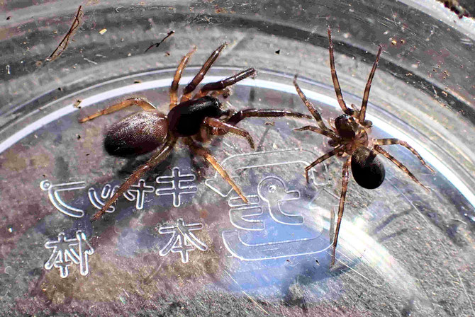 ミヤグモ（左）,カチドキナミハグモ [右]【栗山】
