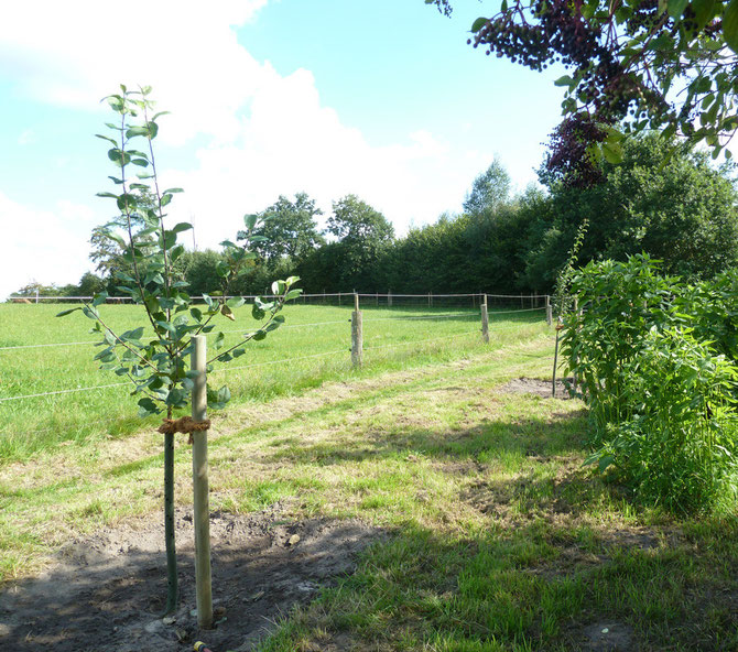 Hier könnte DEIN Baum stehen!