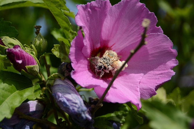 Tag 11 - Bienen beim Pollenbad - Bees having a pollen bath