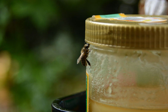 Tag 11 - Biene im Supermarkt - Bee in a supermarket