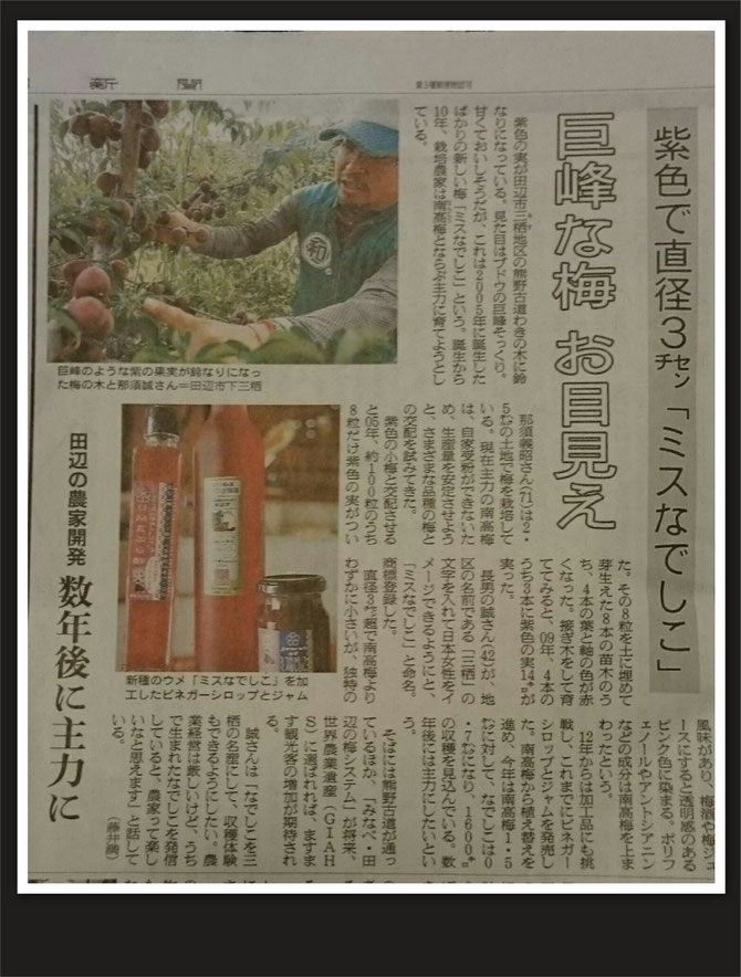 紫色で直径3cm　ミスなでしこⓇ　巨峰な梅　お目見え　田辺の農家開発　数年後主力に