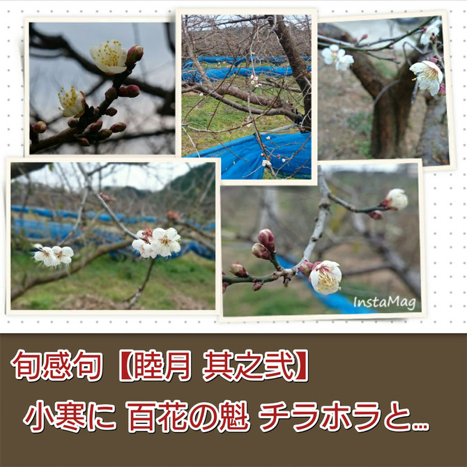 旬感句【睦月 其之弐】 小寒に 百花の魁 チラホラと…