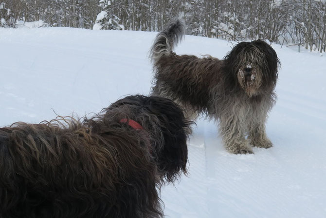 Amiro Protector del Rebano (Miro) und Christobal Protector del Rebano (Tobi), Opa und Papa von   unserem A- Wurf