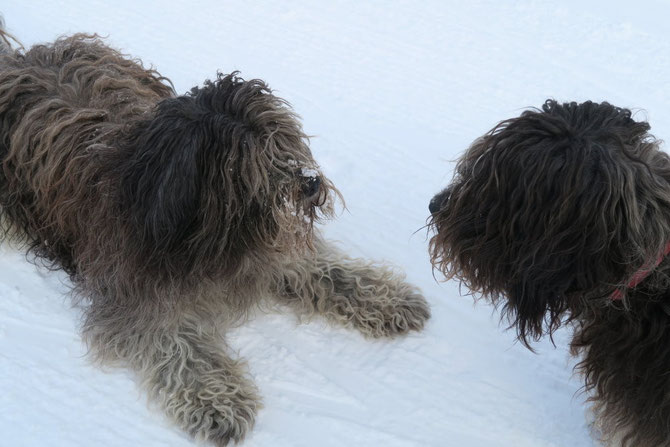 Amiro Protector del Rebano (Miro) und Christobal Protector del Rebano (Tobi), Opa und Papa von unserem A- Wurf