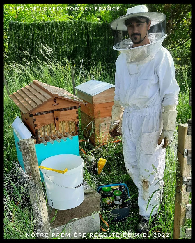 Récolte de notre miel en Juin 2022. Abeilles Buckfast et ruche Flow Hive.