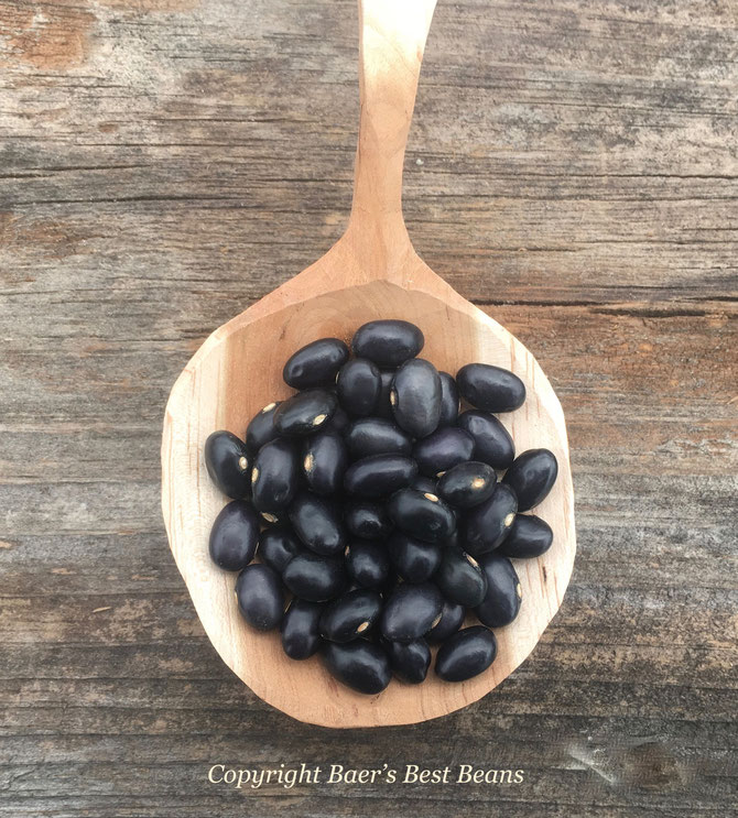 Baer's Best Black Coco beans, an heirloom bean with a subtle smoky flavor and creamy texture. Click above to purchase this or our other black bean varieties on our Bean Store page.