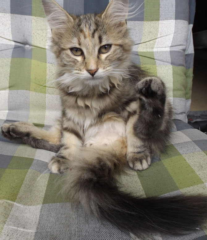 Bella, 13 Wochen